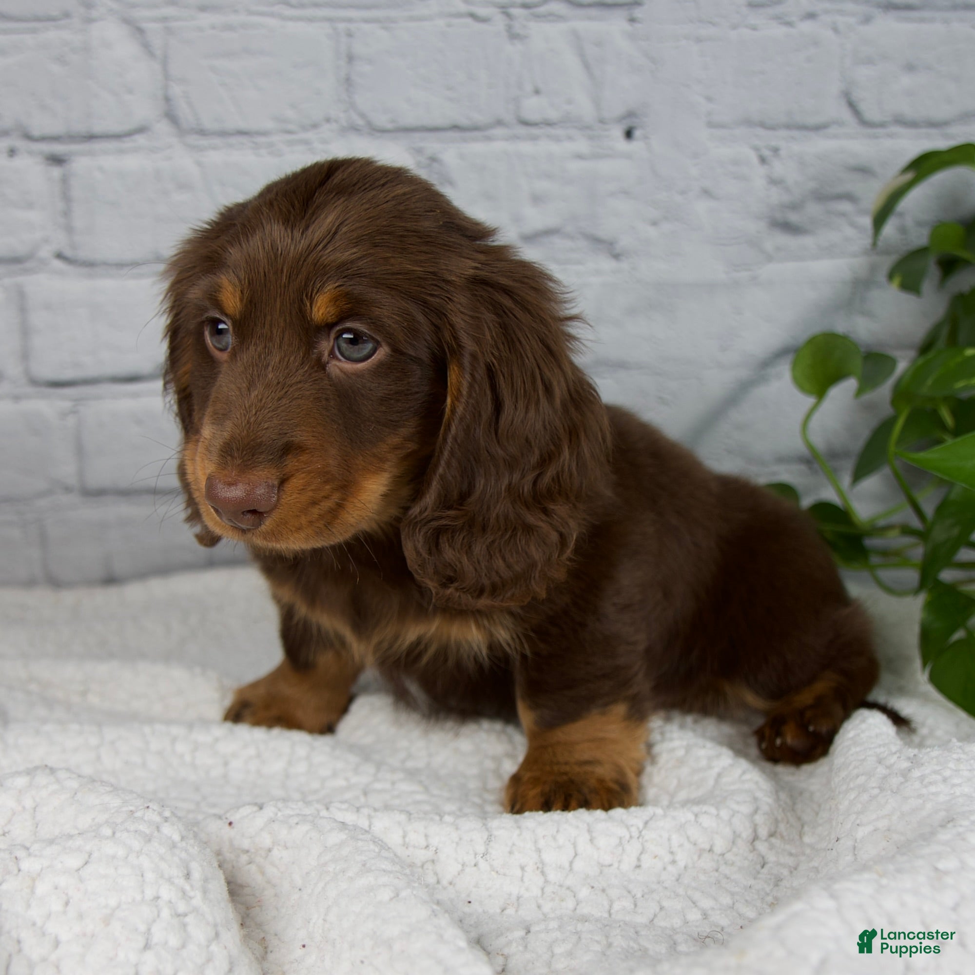 Miniature Dachshund dogs Manning - Ad 6