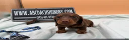 Miniature Dachshund dogs for sale: Russian champion lines  - Ad 6