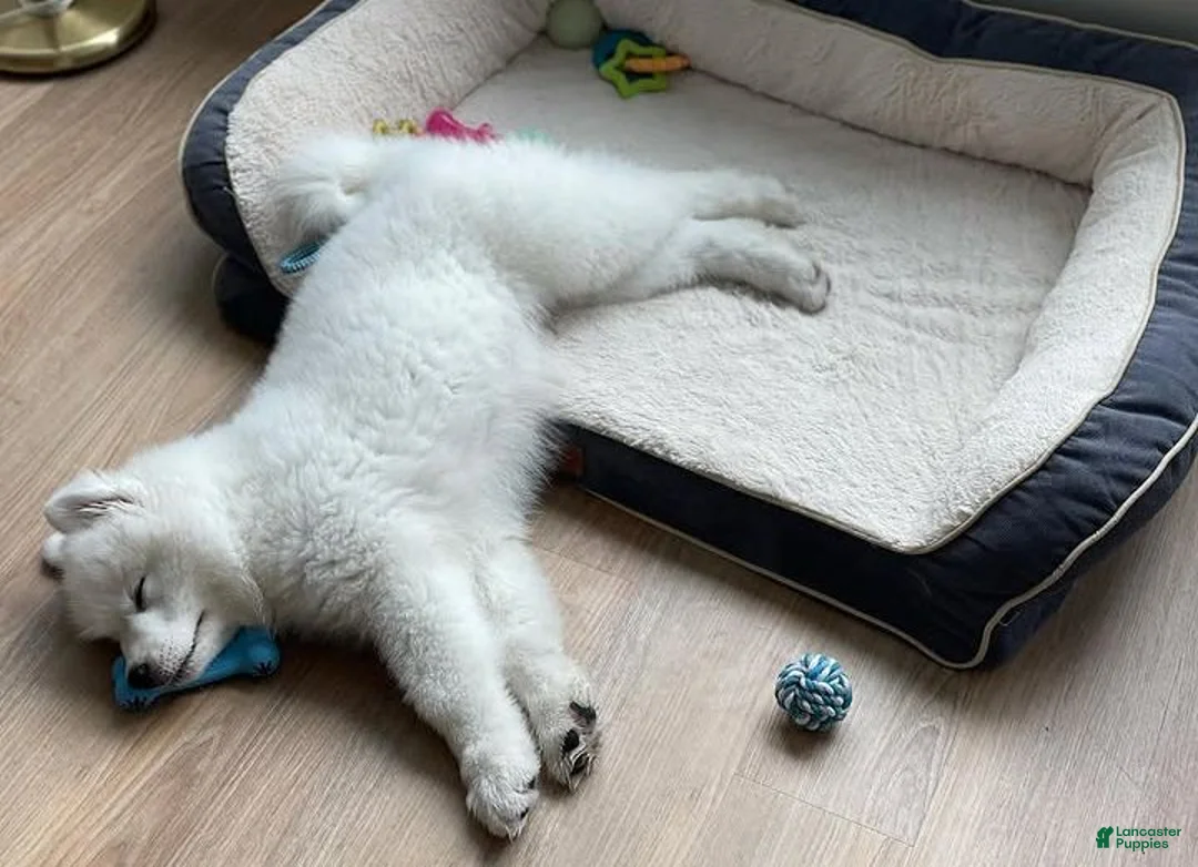 Samoyed dogs for sale: Ghost - Ad 2