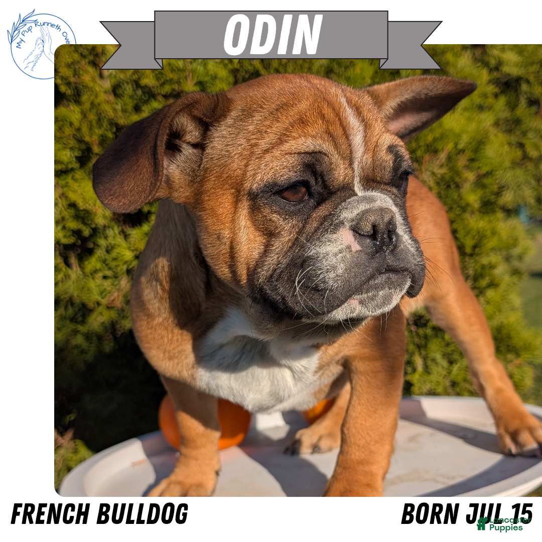 French Bulldog dogs Odin - Ad 3