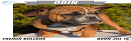 French Bulldog dogs for sale: Odin - Ad 1