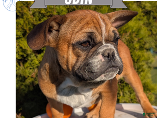 French Bulldog dogs Odin - Ad 15