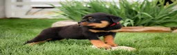 Rottweiler dogs for sale: Ulysses - Ad 1