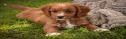 Cavapoo dogs for sale: Avery Cavapoo  - Ad 9