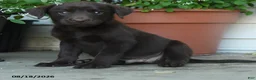 Labrador Retriever dogs for sale: Peyton - Ad 5