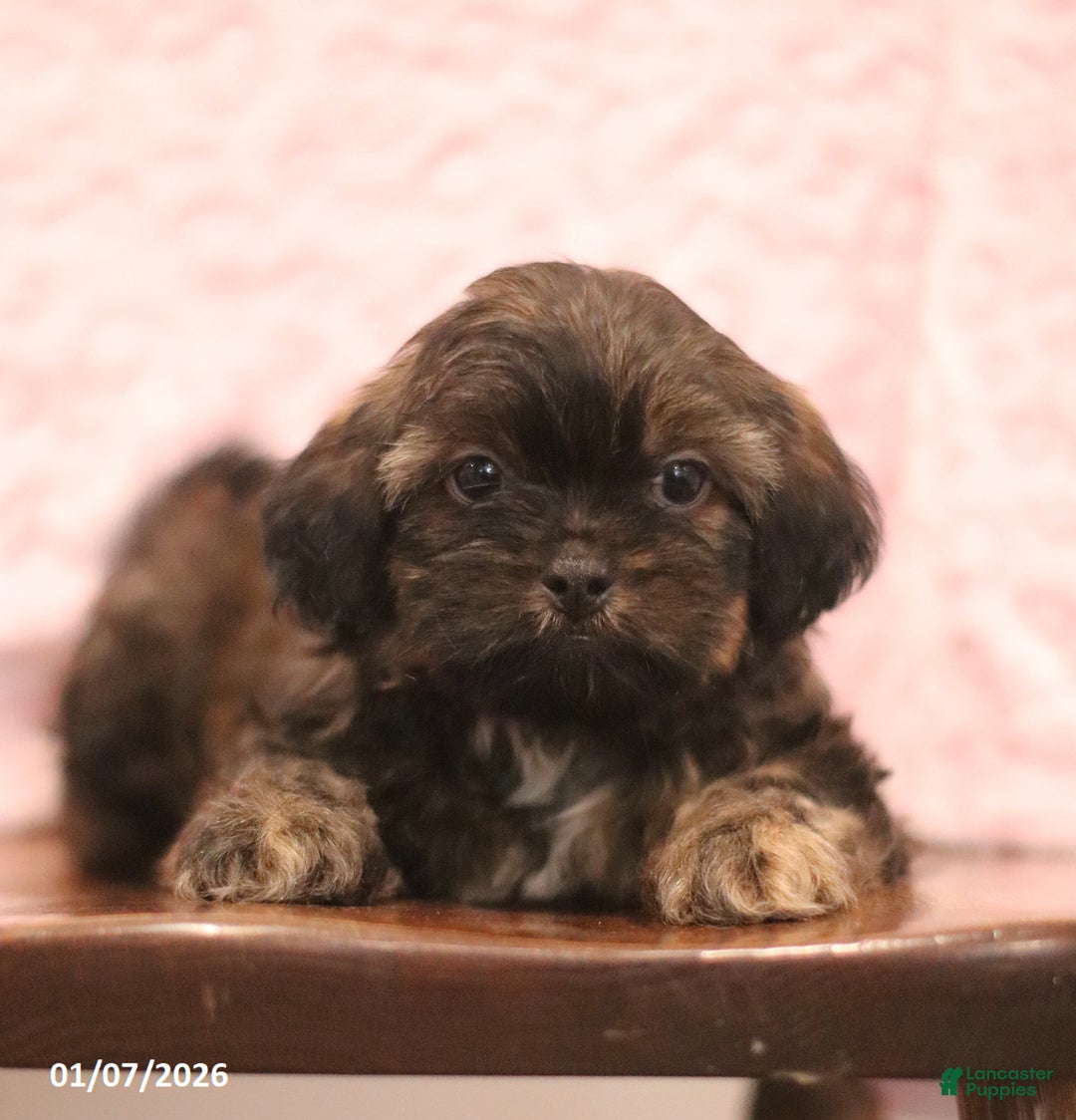 Shih Tzu dogs for sale: Elam - Ad 2