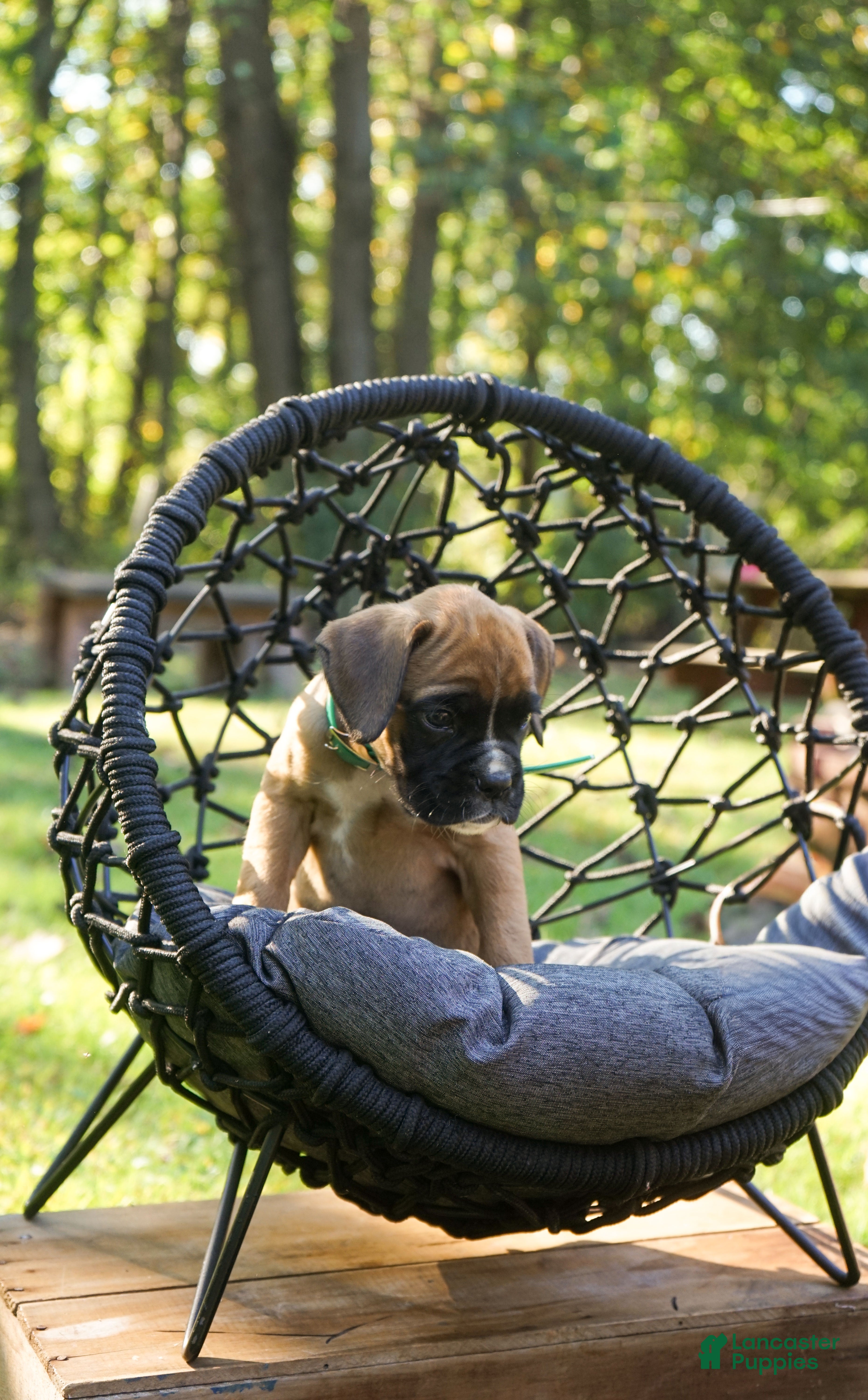 Boxer dogs Green Collar – Forest - Ad 7