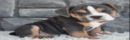 Beabull dogs for sale: Bubba  - Ad 5