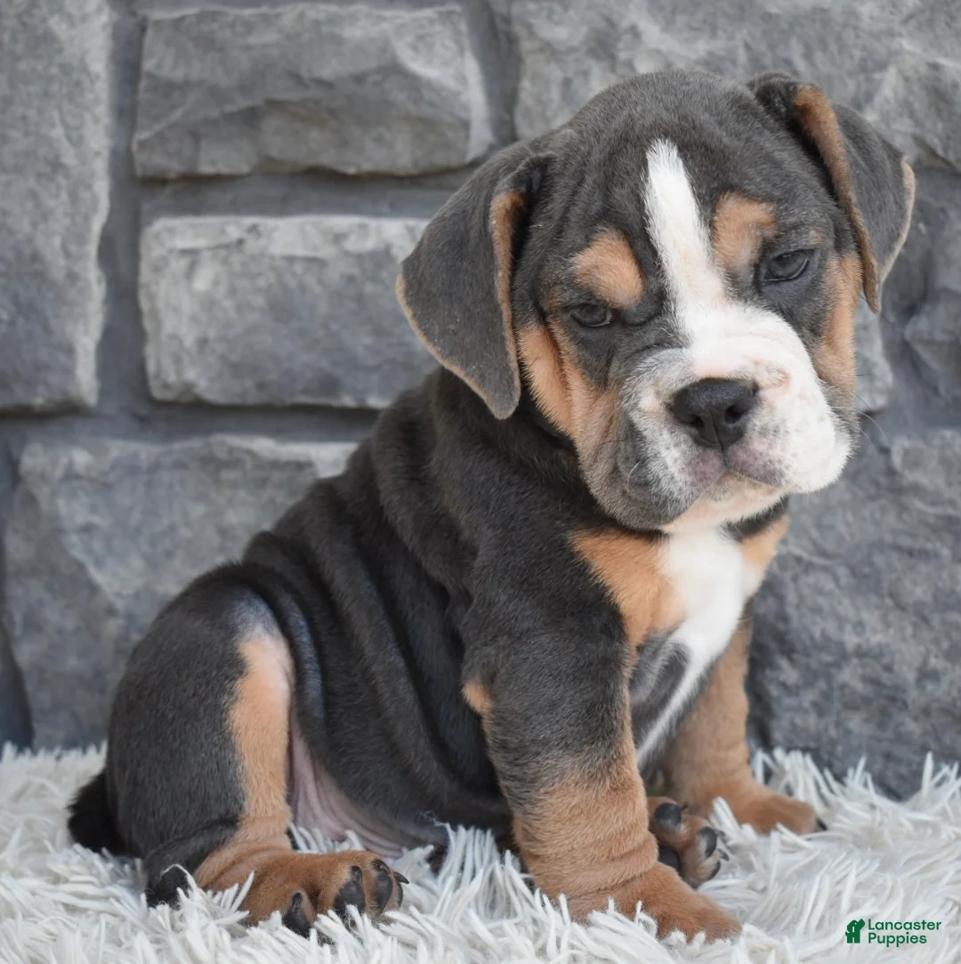 Beabull dogs for sale: Bubba  - Ad 5