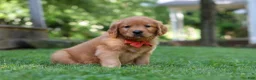 Golden Retriever dogs for sale: Scout - Ad 5