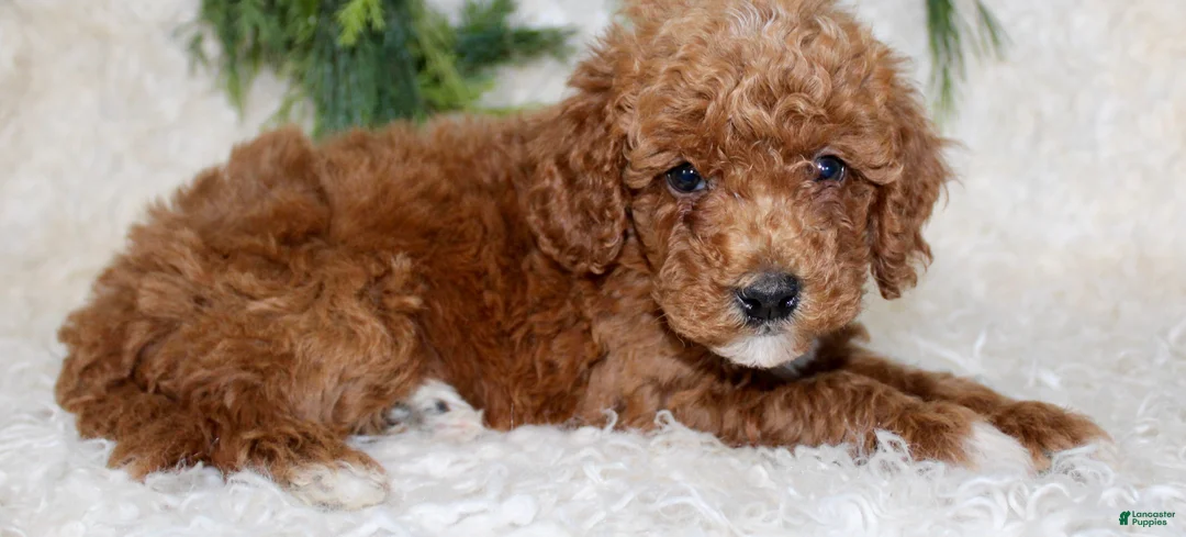 Miniature Poodle dogs for sale: Miniature Poodle 1 - Ad 2