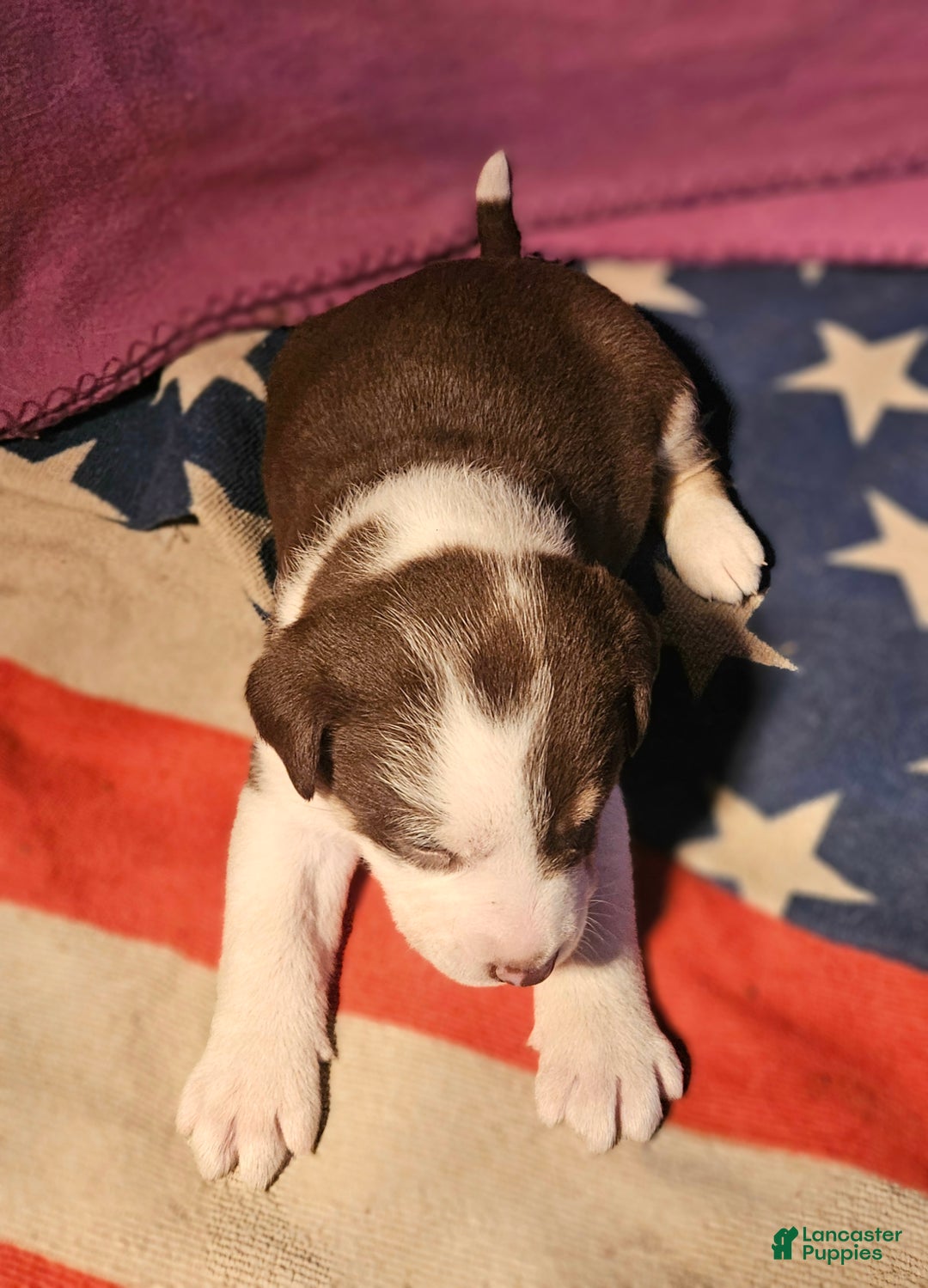 Border Collie dogs for sale: CeeCee - Ad 9