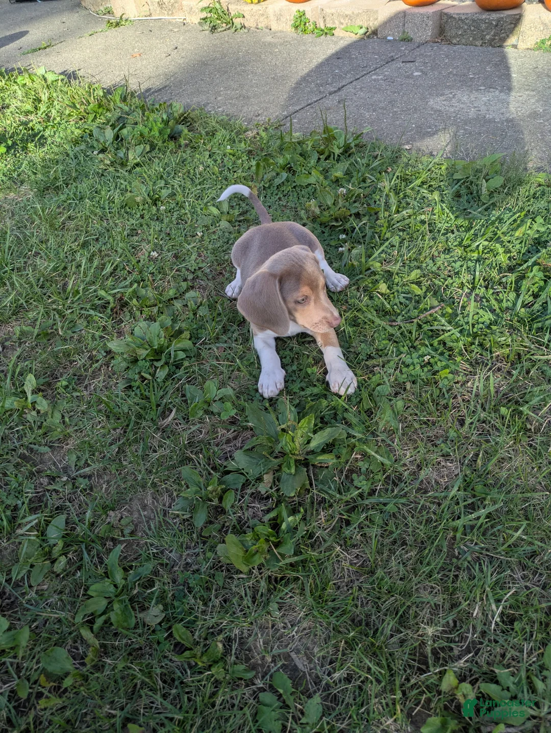 Beagle dogs for sale: Mr Raptor Blue - Ad 28
