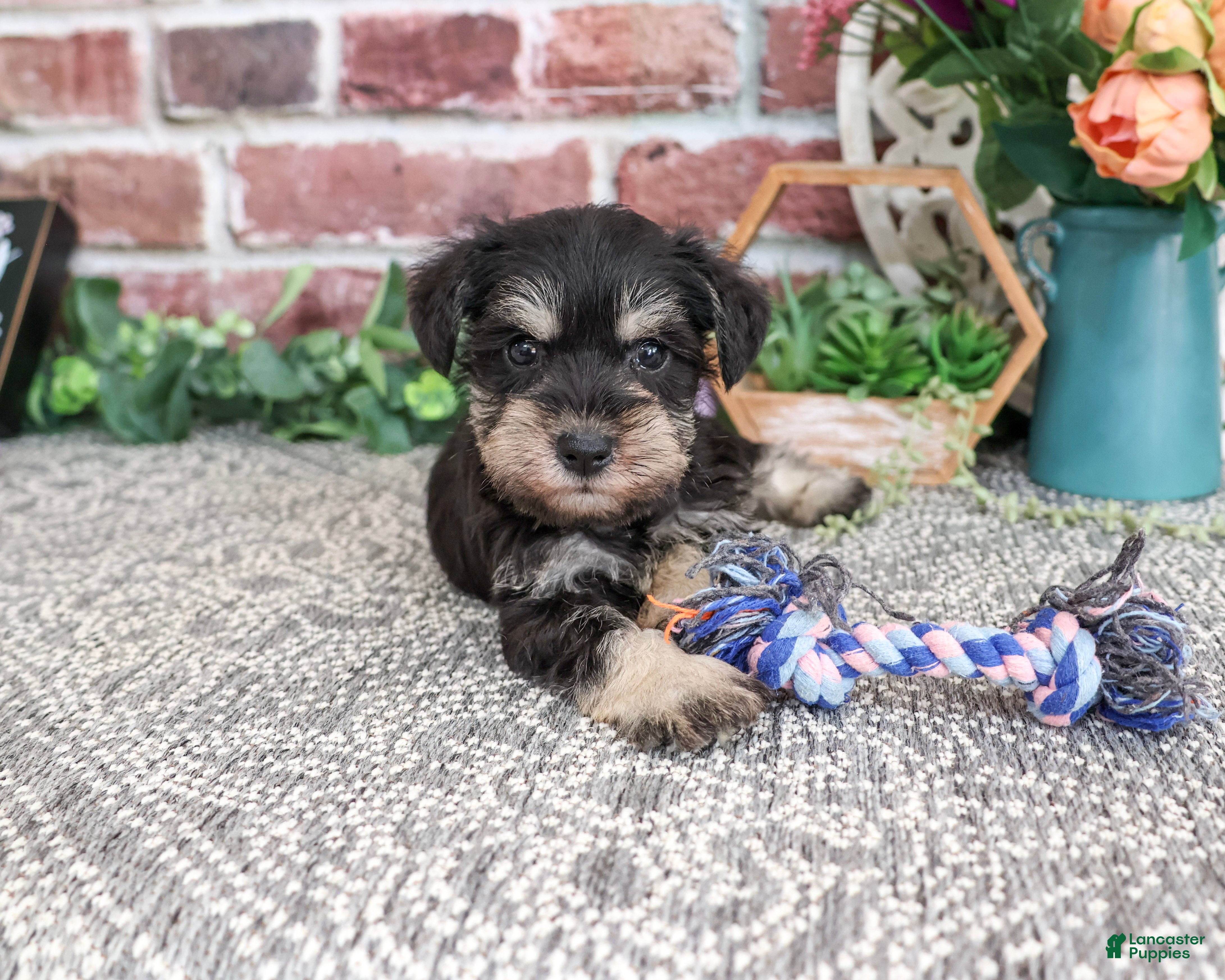Miniature Schnauzer dogs Leah - Ad 11