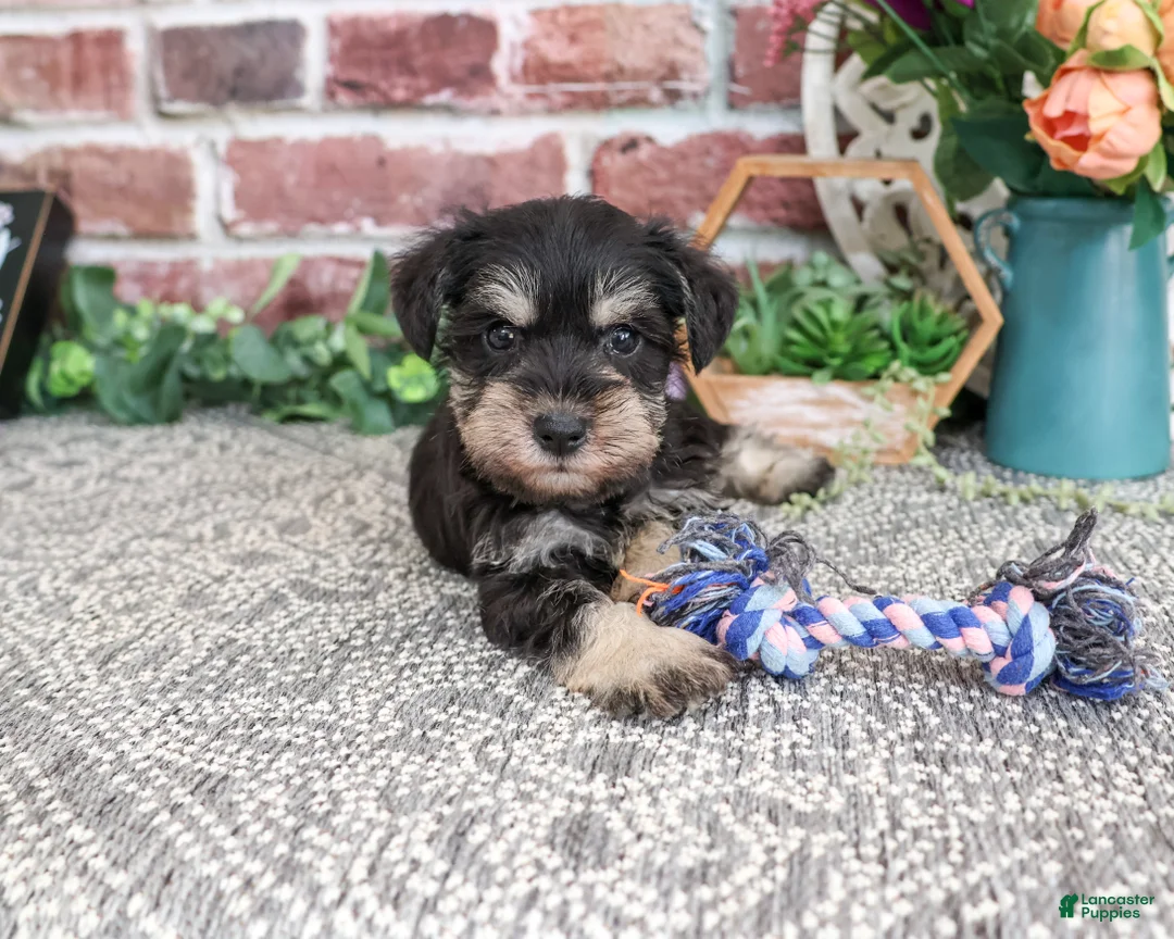 Miniature Schnauzer dogs for sale: Leah - Ad 1