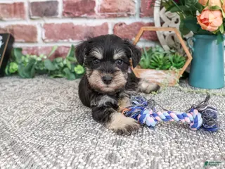Miniature Schnauzer dogs Leah - Ad 25
