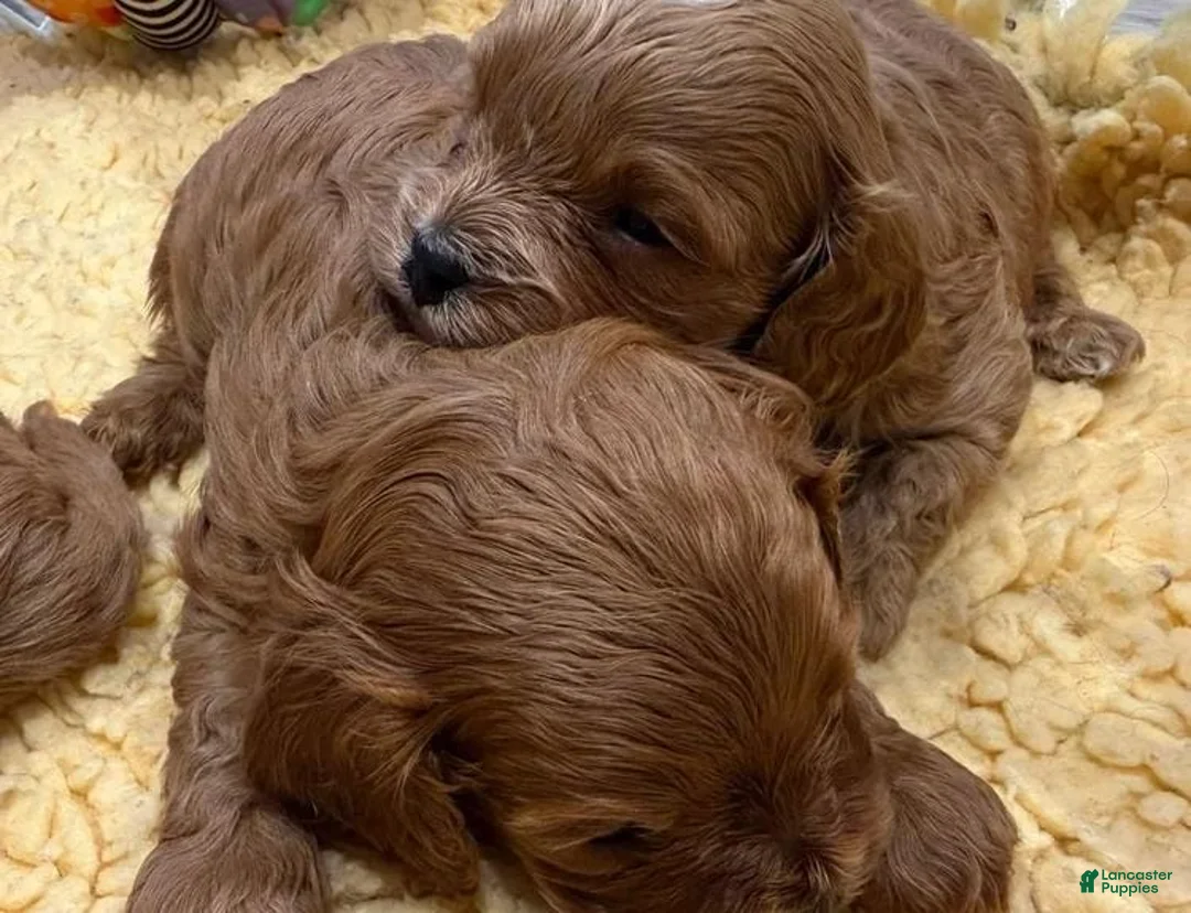 Cavapoo dogs for sale: Kelly - Ad 14