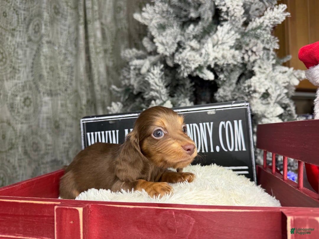 Miniature Dachshund dogs for sale: Ready Christmas eve - Ad 7