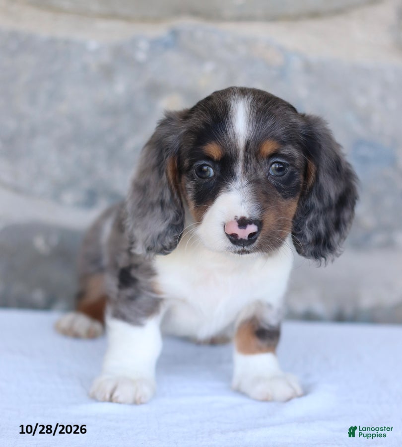 Dachshund dogs for sale: Elijah - Ad 1