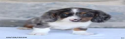 Dachshund dogs for sale: Elijah - Ad 1