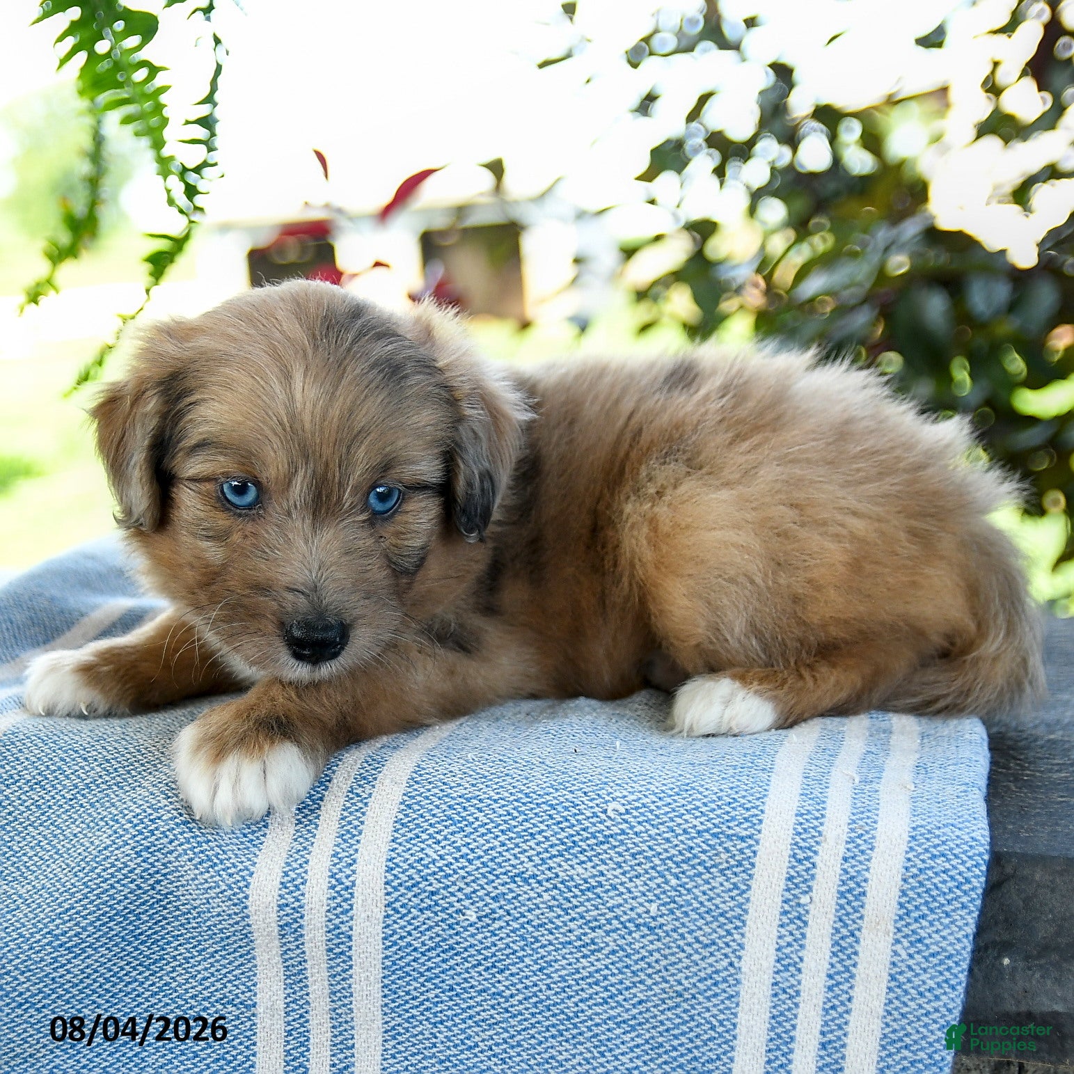 Aussiedoodle dogs Minnie - Ad 2