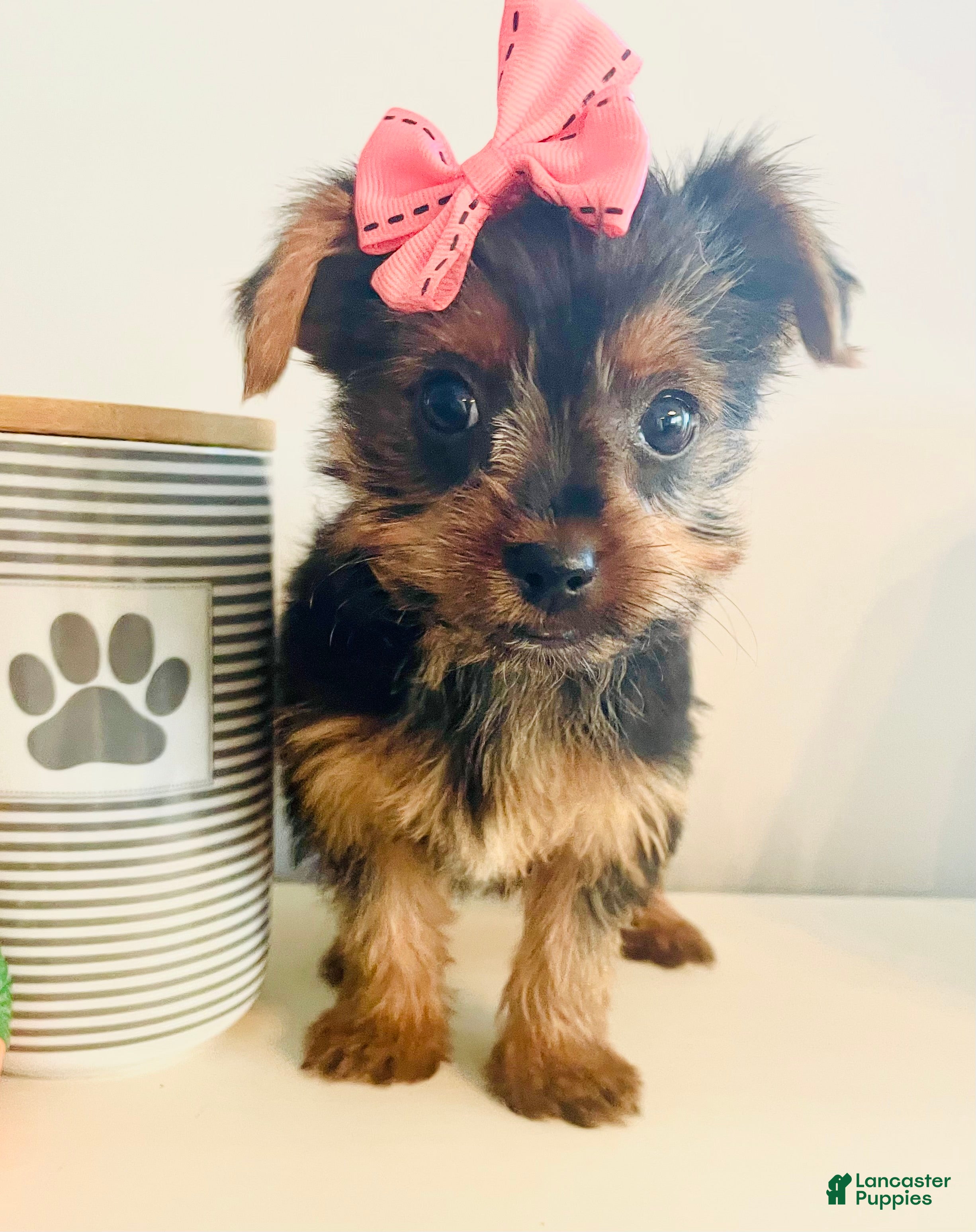 Yorkshire Terrier dogs for sale: Teacup pumpkin - Ad 1