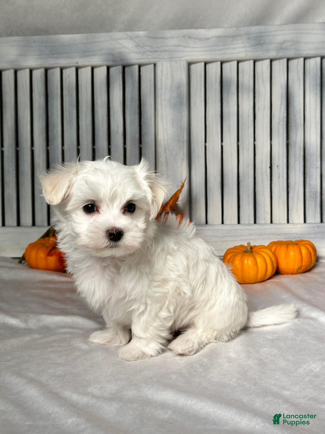 Maltese dogs for sale: Logan - Ad 3