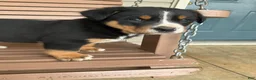 Greater Swiss Mountain Dog dogs for sale:  Bart - Ad 7