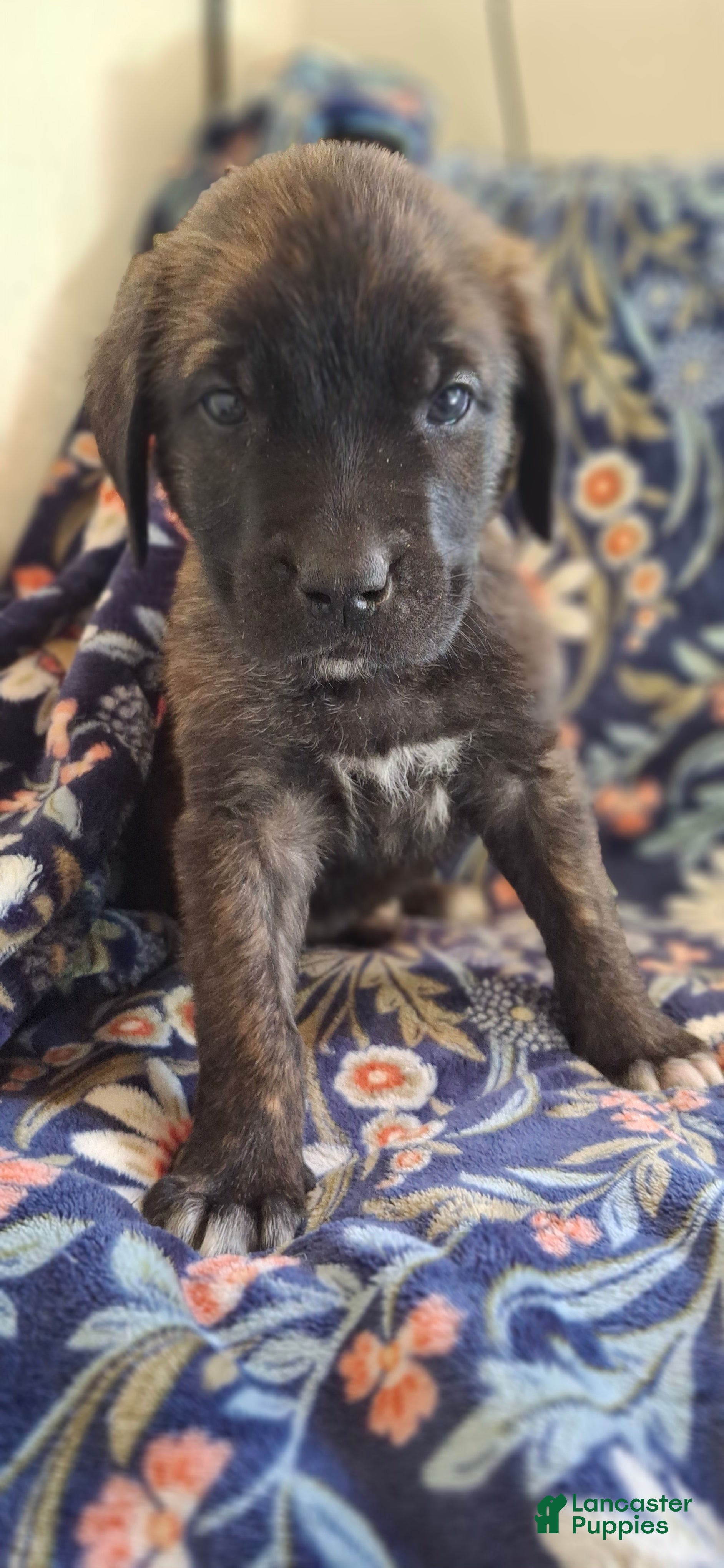 English Mastiff dogs Spruce - Brindle English Mastiff Puppy - Ad 7