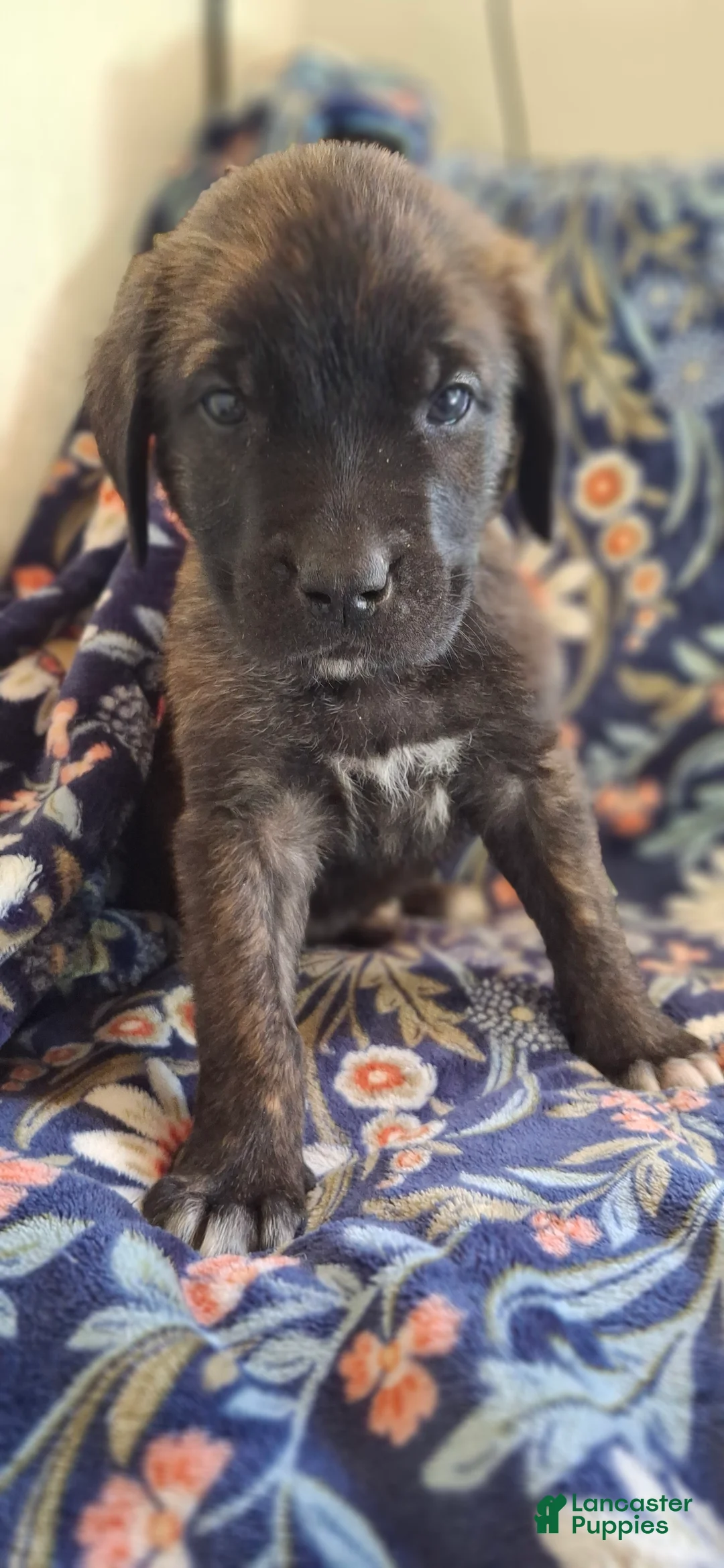 English Mastiff dogs for sale: Spruce - Brindle English Mastiff Puppy - Ad 1