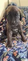 Spruce - Brindle English Mastiff Puppy