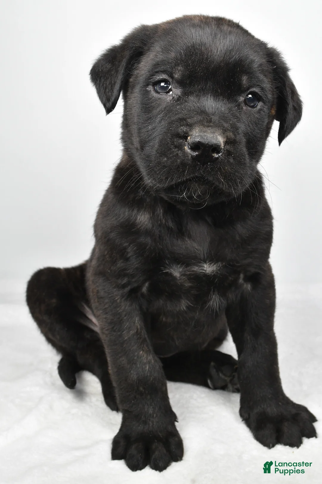 English Mastiff dogs for sale: Buddy - Ad 5