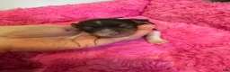Yorkshire Terrier dogs for sale: Yorkshire Terrier 1 - Ad 7