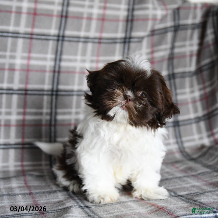 Shih Tzu dogs Tammy - Ad 1