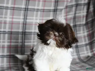 Shih Tzu dogs for sale: Tammy - Ad 1