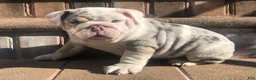 English Bulldog dogs for stud: Nature boy for stud  - Ad 8