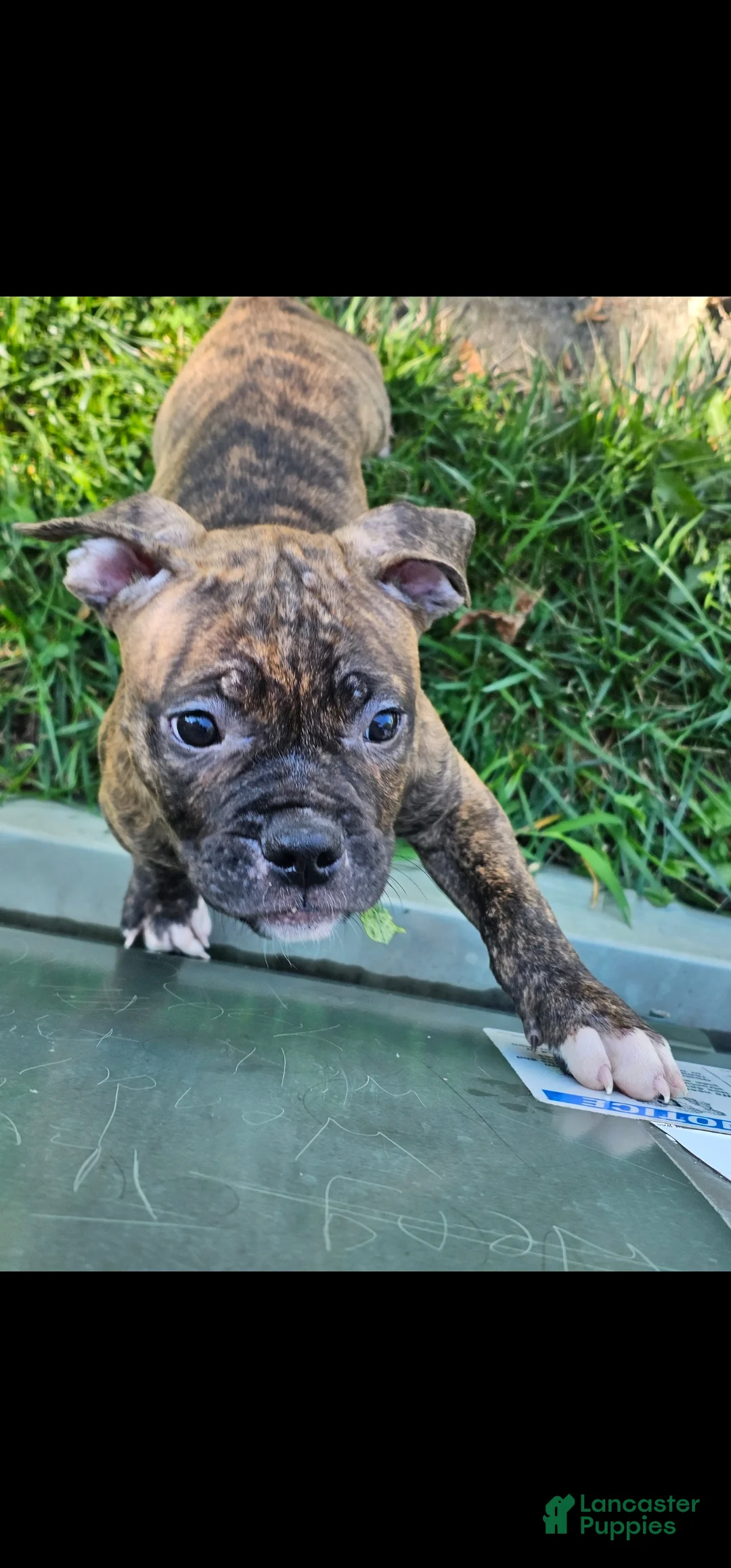 Mixed Breed dogs for sale: Voodoo - Ad 2