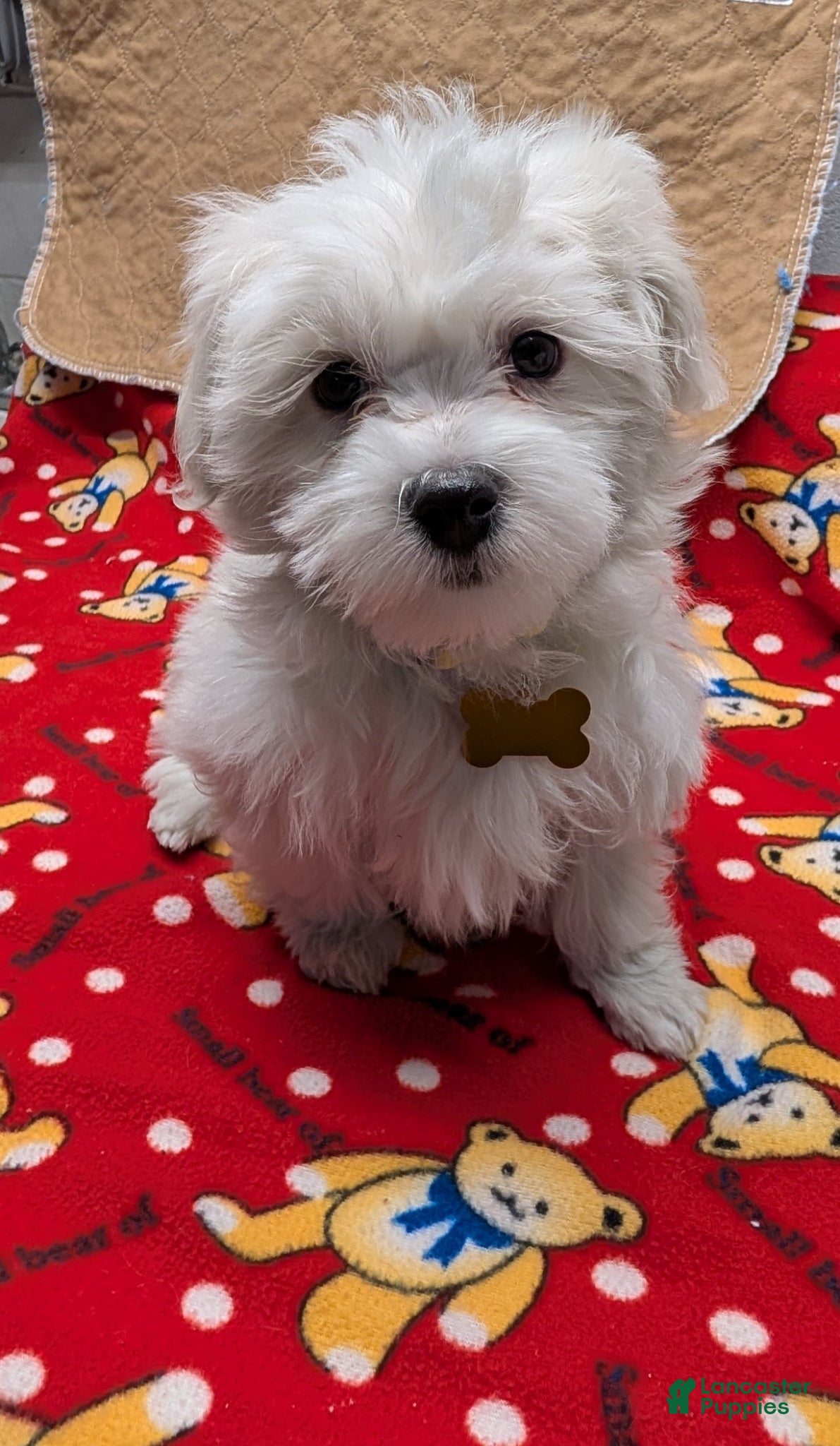Maltese dogs Maltese Puppy 1 Spanky - Ad 39