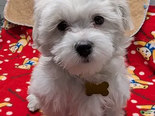 Maltese dogs Maltese Puppy 1 Spanky - Ad 39