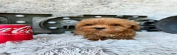 Cavapoo dogs for sale: Apple - Ad 2