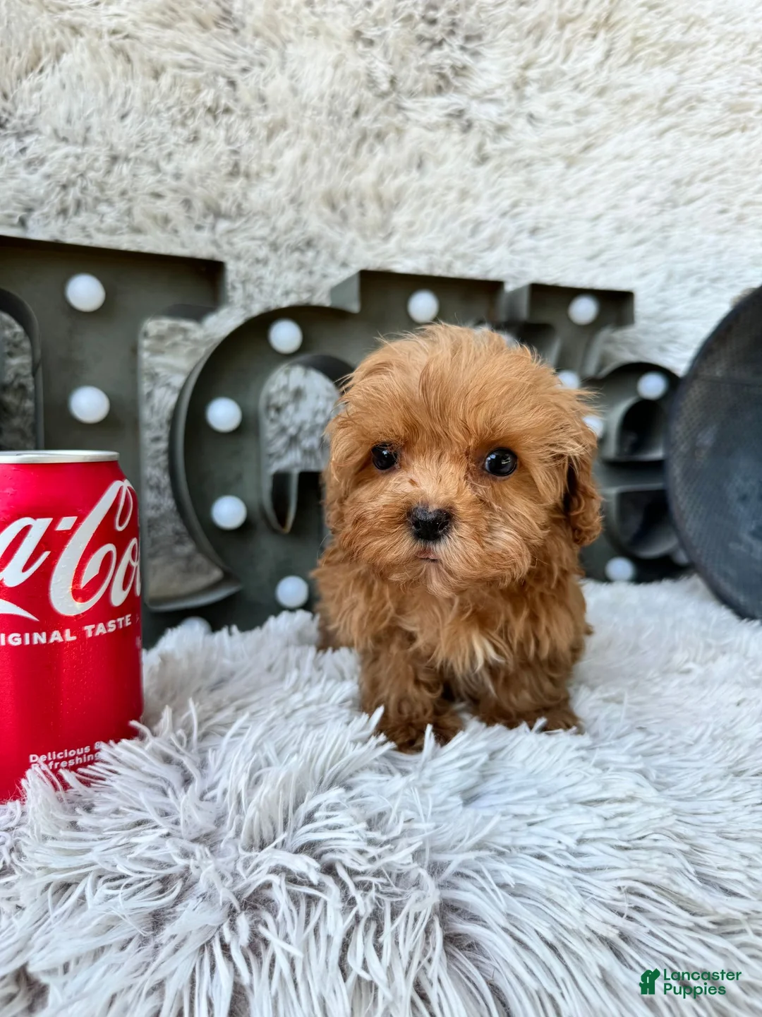 Cavapoo dogs for sale: Apple - Ad 2