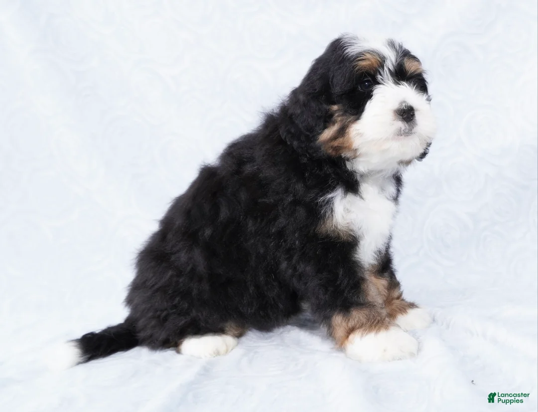 Mini Bernedoodle dogs for sale: Cole  - Ad 5