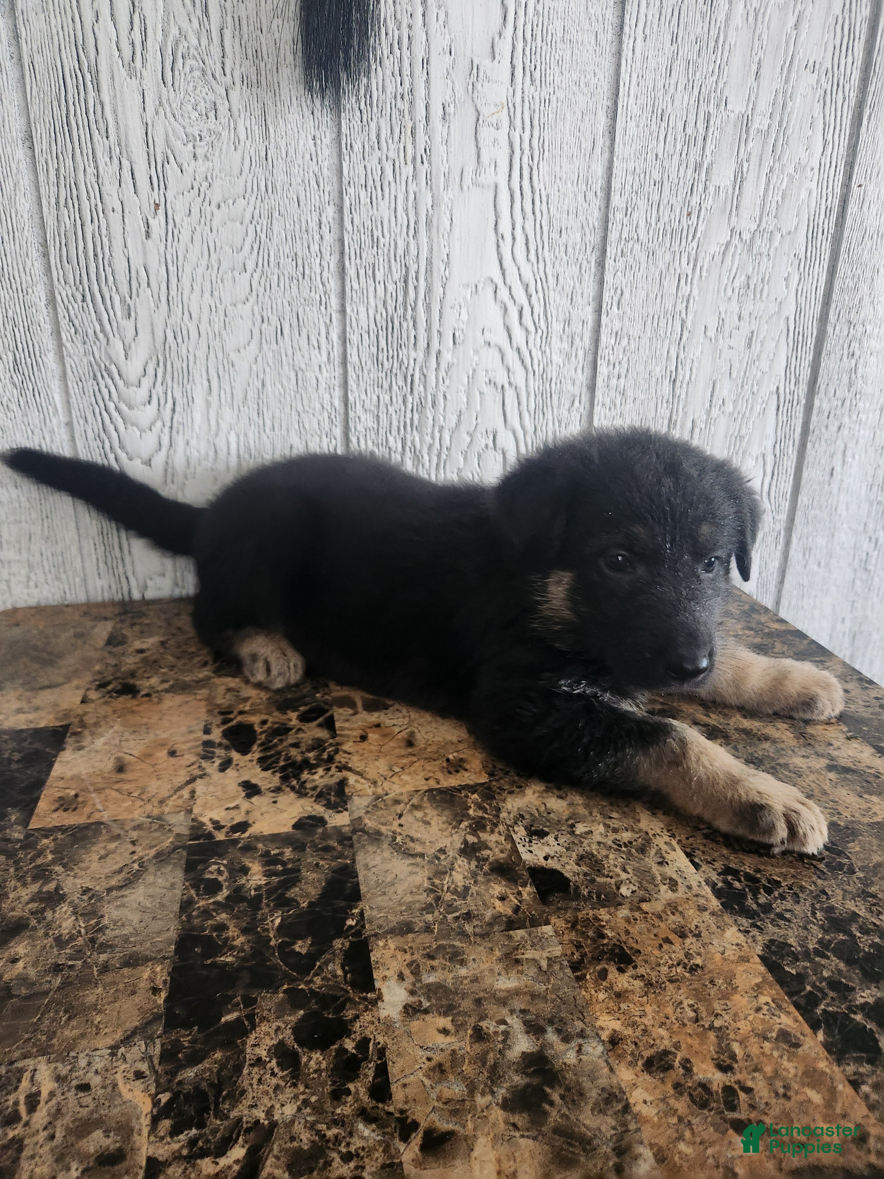 German Shepherd dogs Lila - Ad 2