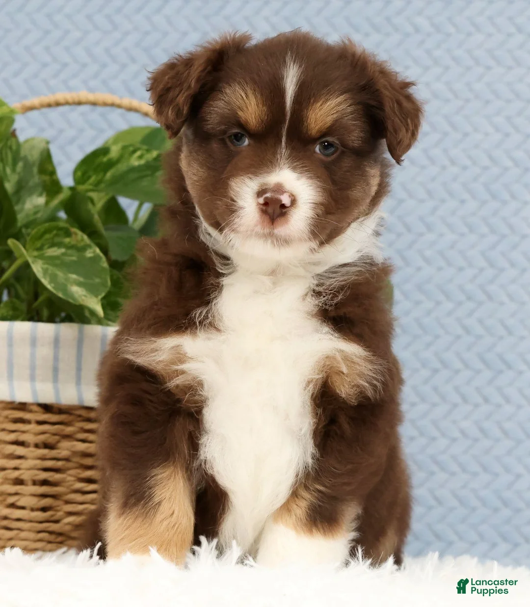 Miniature Australian Shepherd dogs for sale: Rowan - Ad 1