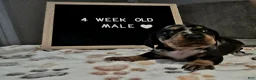 Miniature Dachshund dogs for sale: Miniature Dachshund 1 - Ad 1