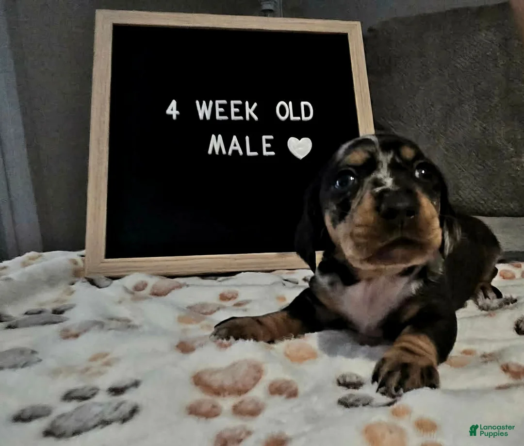 Miniature Dachshund dogs for sale: Miniature Dachshund 1 - Ad 1