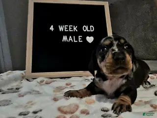 Miniature Dachshund dogs Miniature Dachshund 1 - Ad 19