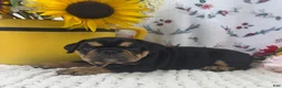 English Bulldog dogs for sale: Tessa - Ad 8