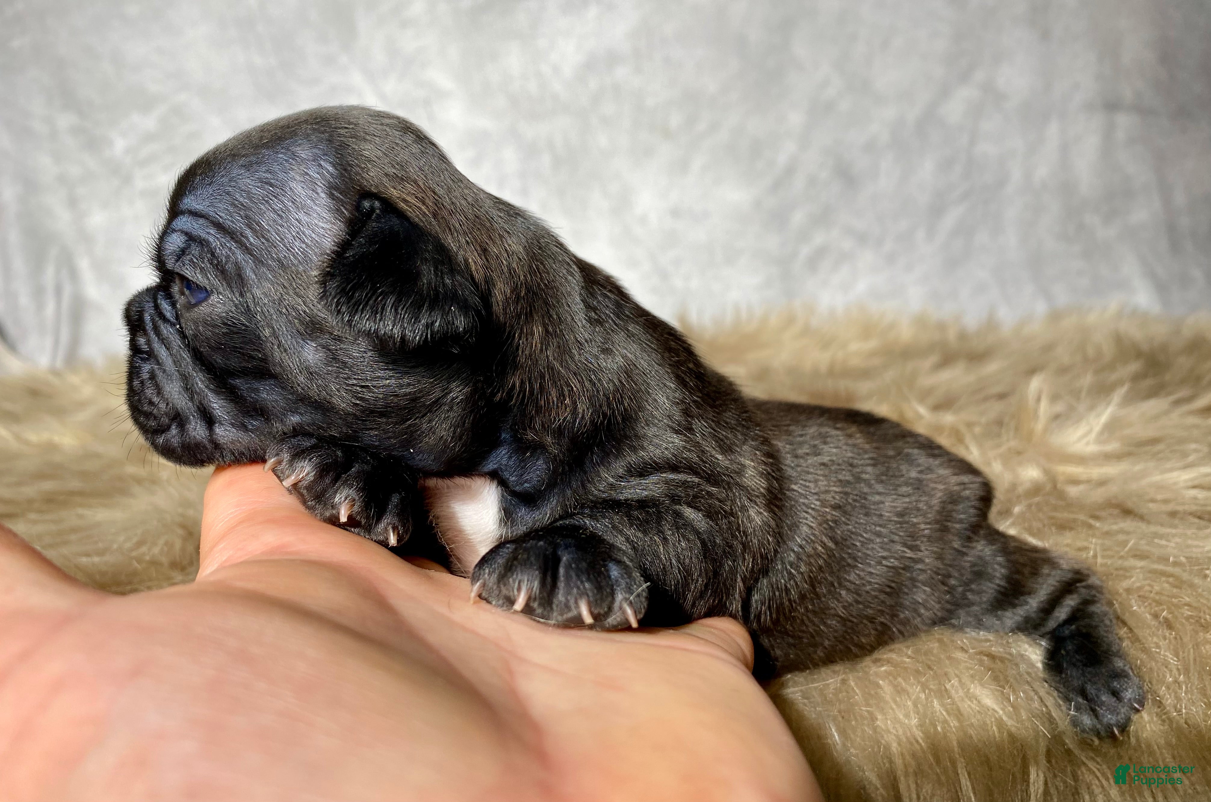 Frenchton dogs Miss Queenie  - Ad 2