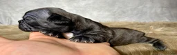 Frenchton dogs for sale: Miss Queenie  - Ad 2